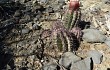 Preview photo Melocactus levitestatus