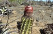 Preview photo Melocactus levitestatus