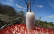 Preview photo Melocactus levitestatus