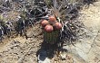 Preview photo Melocactus levitestatus