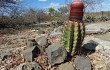 Preview photo Melocactus levitestatus