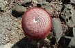 Preview photo Melocactus levitestatus