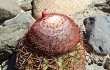 Anteprima di Melocactus peruvianus