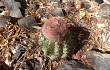 Preview photo Melocactus zehntneri