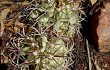 Preview photo Melocactus zehntneri