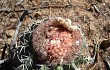 Anteprima di Melocactus zehntneri