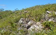 Vista previa de Micranthocereus purpureus