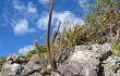 Anteprima di Micranthocereus purpureus