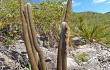 Vista previa de Micranthocereus purpureus