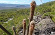 Vista previa de Micranthocereus purpureus