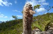 Preview photo Micranthocereus purpureus