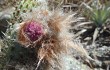 Anteprima di Micranthocereus purpureus