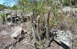 Vista previa de Micranthocereus purpureus