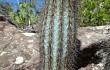 Anteprima di Micranthocereus purpureus