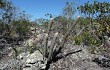 Vista previa de Micranthocereus purpureus