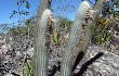 Preview photo Micranthocereus purpureus