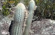 Anteprima di Micranthocereus purpureus