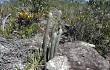 Vista previa de Micranthocereus purpureus