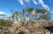 Vista previa de Micranthocereus purpureus