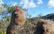 Vista previa de Micranthocereus purpureus