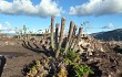 Anteprima di Micranthocereus purpureus