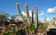 Preview photo Micranthocereus purpureus