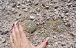 Vista previa de Gymnocalycium alboareolatum