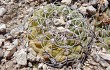 Anteprima di Gymnocalycium alboareolatum