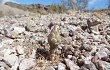 Vista previa de Gymnocalycium alboareolatum