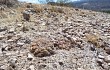 Vista previa de Gymnocalycium alboareolatum