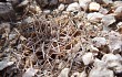 Vista previa de Gymnocalycium alboareolatum