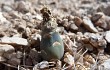 Anteprima di Gymnocalycium alboareolatum