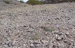 Vista previa de Gymnocalycium alboareolatum