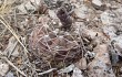 Preview photo Gymnocalycium alboareolatum