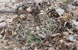 Vista previa de Gymnocalycium alboareolatum