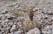 Vista previa de Gymnocalycium alboareolatum