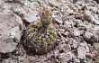 Vista previa de Gymnocalycium alboareolatum