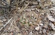 Preview photo Gymnocalycium alboareolatum