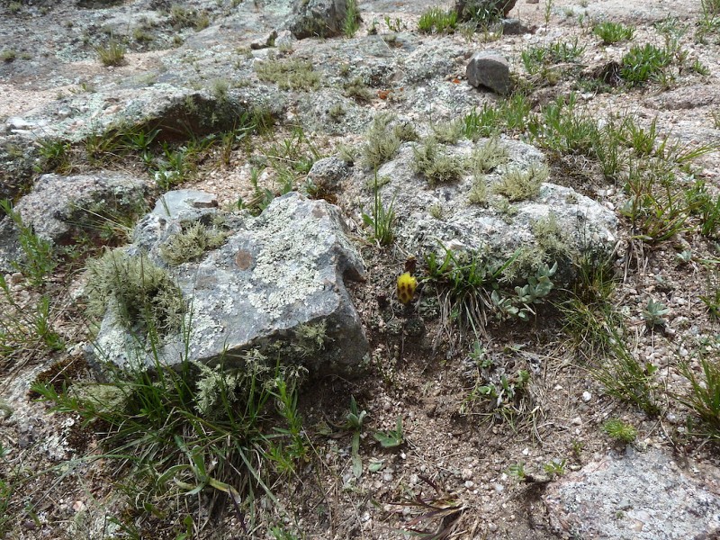 Photograph Gymnocalycium andreae in habitat