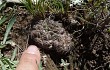 Preview photo Gymnocalycium andreae