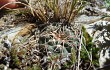 Anteprima di Gymnocalycium andreae