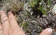 Anteprima di Gymnocalycium andreae