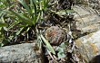 Preview photo Gymnocalycium andreae