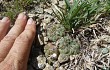 Preview photo Gymnocalycium andreae