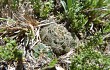 Preview photo Gymnocalycium andreae