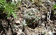 Preview photo Gymnocalycium andreae