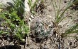 Vista previa de Gymnocalycium andreae