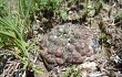 Preview photo Gymnocalycium andreae