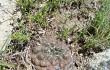 Preview photo Gymnocalycium andreae