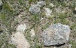 Anteprima di Gymnocalycium andreae